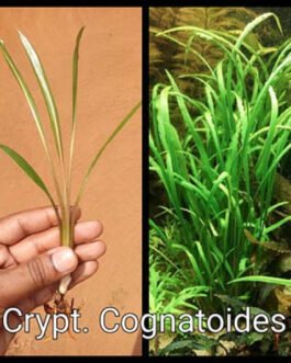 Cryptocoryne Cognatoides(1 Plant)