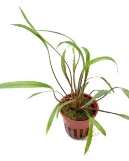 Cryptocoryne Spiralis “Tiger”(1 Plant)