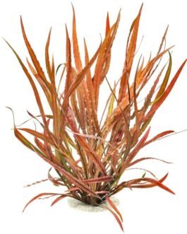 Cryptocoryne Spiralis “Tiger”(1 Plant)