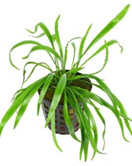 Cryptocoryne Spiralis “Broad Leaf”(1 Plant)