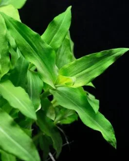 Floscopa cf. Scandens (10 stem)