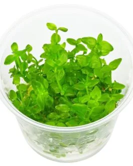 Hedyotis salzmannii (10 Stem)