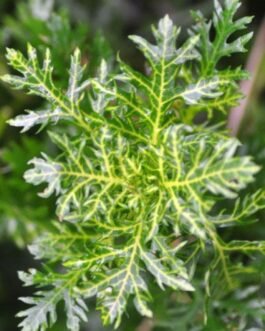 Hygrophila Difformis ‘Variegated'(5 Stem)