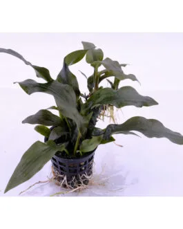 Lagenandra Tenkasi(1 Plant)