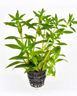 Limnophila Aromatica (10 stem)