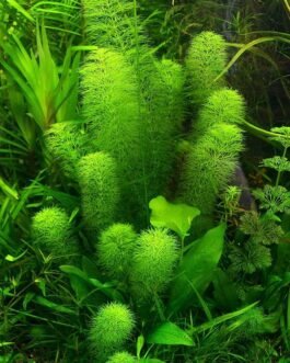 Limnophila Indica ‘Yellow'(10 Stem)