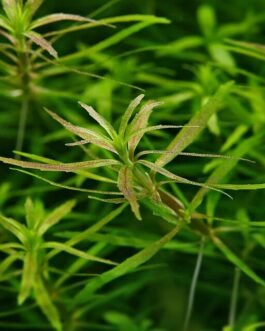 Limnophila sp. “Vietnam” (10 Stems)