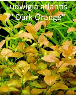 Ludwigia Atlantis ‘Dark Orange'(5 Stem)