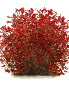 Ludwigia Sp. “Mini Super Red”(10 Stem)