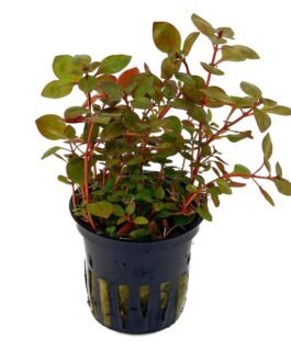 Ludwigia Sp. “Mini Super Red”(10 Stem)