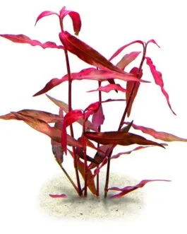 Polygonum sp. ‘Sao Paulo’ Red(10 Stem)