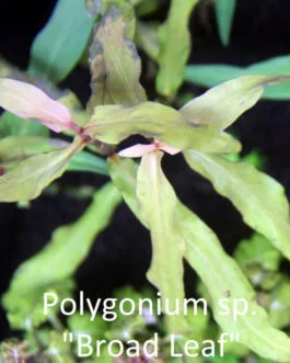 Polygonium Sp. “Broad Leaf”(5 stem)
