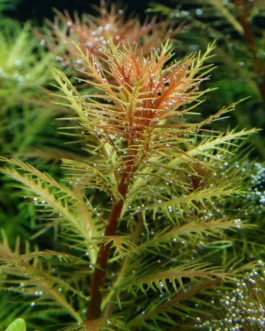 Proserpinaca palustris(5 stem)
