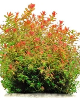 Rotala Macrandra ‘Bangladesh’ (10 Stem)