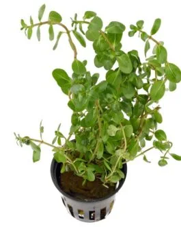 Rotala Macrandra ‘Bangladesh’ (10 Stem)