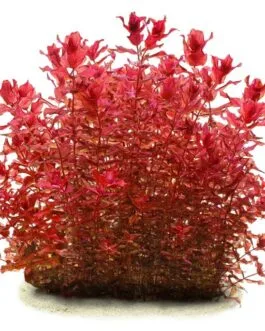 Rotala Macrandra “Pink”(10 Stem)