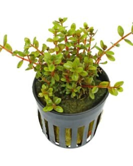 Rotala Rotundifolia “Assam”(10 Stem)