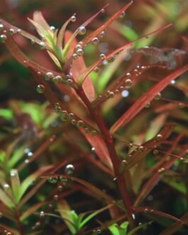 Rotala Rotundifolia “Assam”(10 Stem)