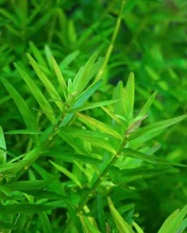 Rotala Rotundifolia ‘Pink'(10 Stem)
