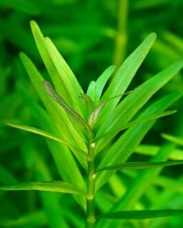 Rotala Rotundifolia ‘Pink'(10 Stem)