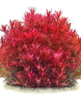 Rotala Rotundifolia “Singapore Blood Red” (10 Stem)