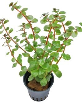 Rotala Rotundifolia “Singapore Blood Red” (10 Stem)