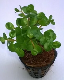 Rotala sp. “Ceylon” (10 Stems)