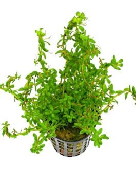 Rotala sp. “Wayanad”(10 Stem)