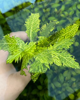 Hygrophila Difformis ‘Variegated'(5 Stem)