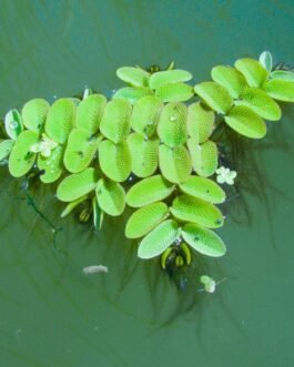 Salvinia Natans(10 Plant)