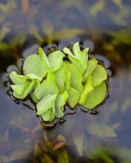 Salvinia Natans(10 Plant)