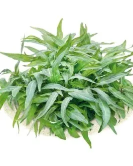 Staurogyne sp. “Porto Velho”(10 stem)