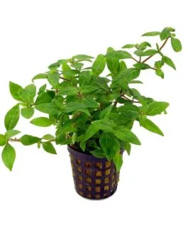 Staurogyne sp. “Porto Velho”(10 stem)