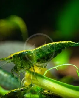 Jade Green Shrimp (1 Pair)