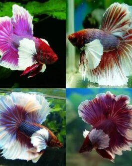 Betta Beauty Combo – OHM Dumbo Ear Male + Premium Betta Food (20g)