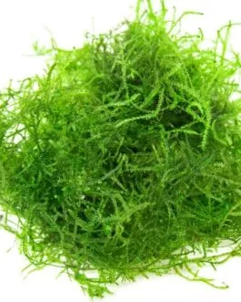 Java Moss (1 Bunch)