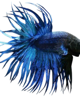 Crown King Combo – Crowntail Betta (Male) + Premium Betta Food (20g)