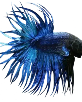 Crown King Combo – Crowntail Betta (Male) + Premium Betta Food (20g)