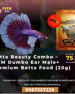 Betta Beauty Combo – OHM Dumbo Ear Male + Premium Betta Food (20g)