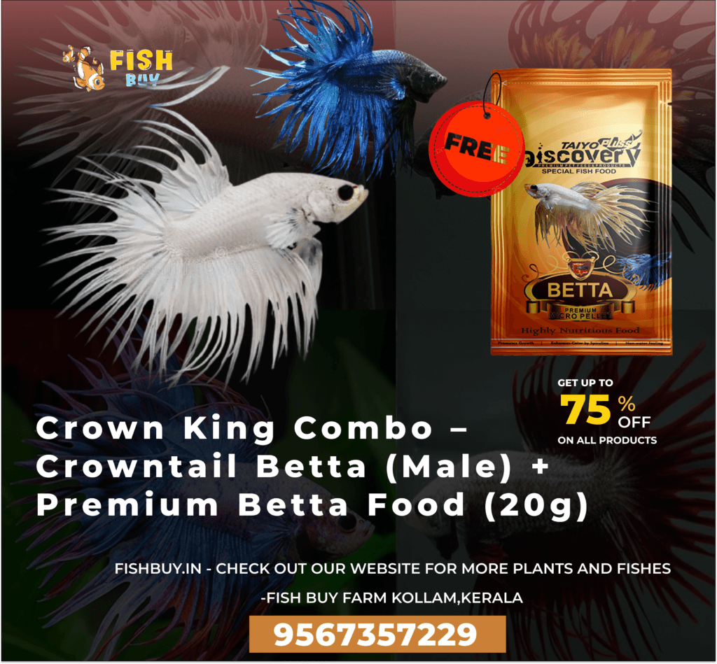 Crown King Combo – Crowntail Betta (Male) + Premium Betta Food (20g ...