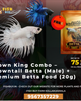 Crown King Combo – Crowntail Betta (Male) + Premium Betta Food (20g)
