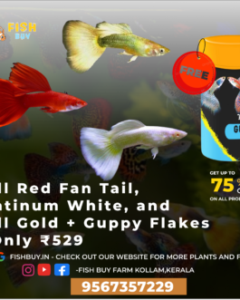 Triple Color Guppy Combo + Guppy Flakes – Only ₹529