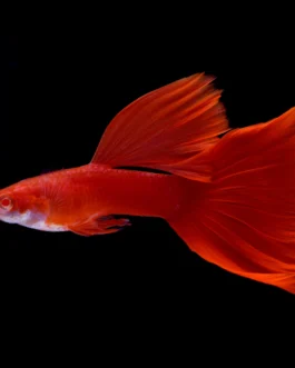 Triple Color Guppy Combo + Guppy Flakes – Only ₹529