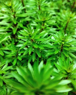 Ludwigia Inclinata Meta(5 stem)