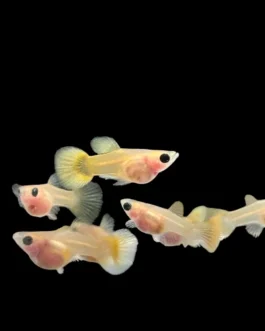 Golden Glass Belly Guppy(1 Pair)