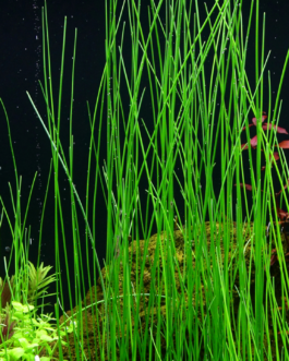 Eleocharis montevidensis(Big Bunch)