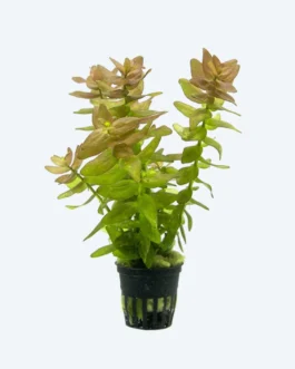 Bacopa “Yellow Flame”(7 Stem)