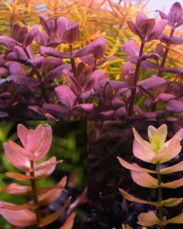 Bacopa Salzmannii “USA”(7 Stem)