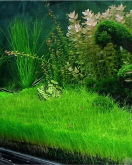 Eleocharis Acicularis(Loose Bunch)