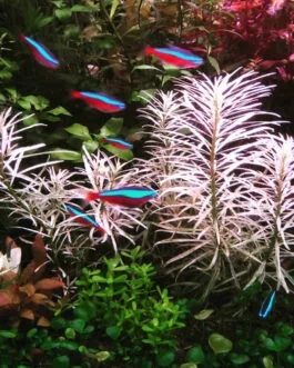 Ludwigia sp. White (1 Stem)